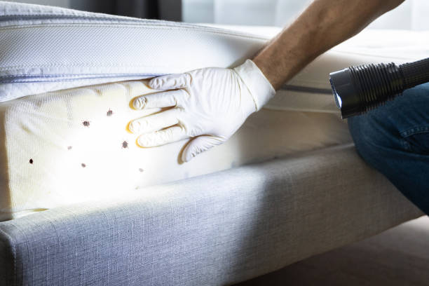 Best Local Pest Control Services  in Ecorse, MI