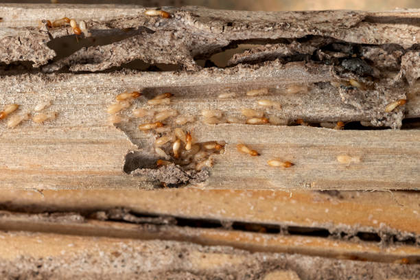 Best Spider Control Near Me  in Ecorse, MI