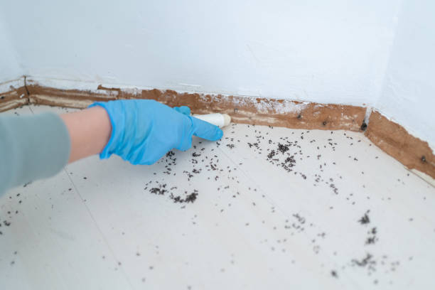 Best Flea Control Services  in Ecorse, MI